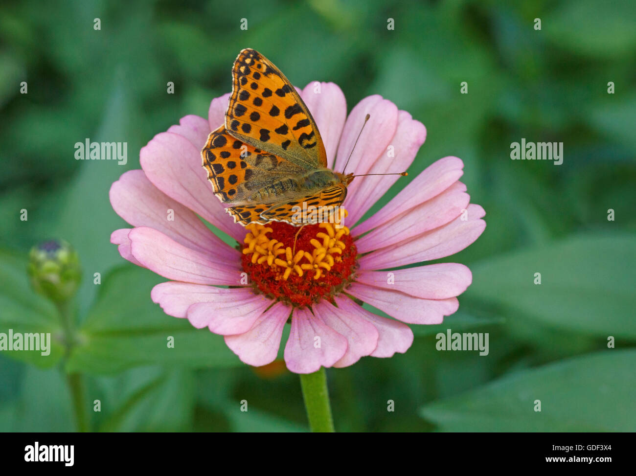 High brown fritillary papillon sur fleur zinnia rose Banque D'Images