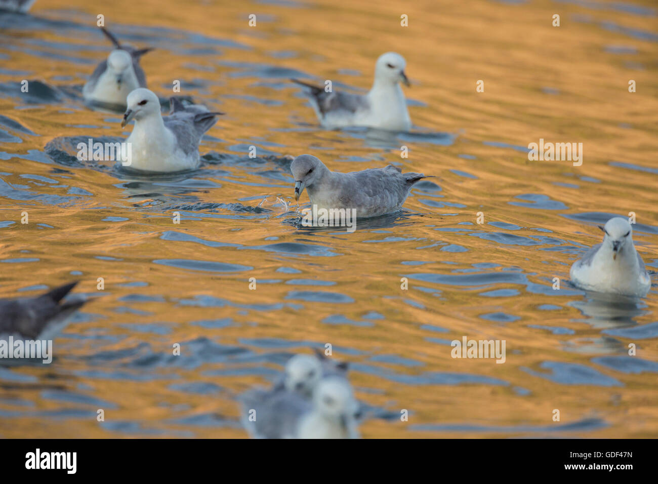 L'Islande, Fulmar (Fulmarus glacialis) / Banque D'Images