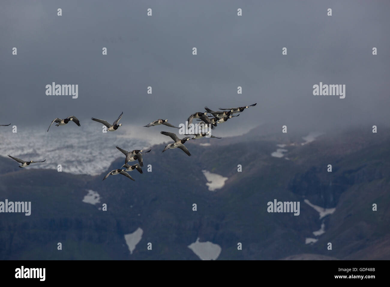 Bernache nonnette, Islande / (Branta leucopsis) Banque D'Images