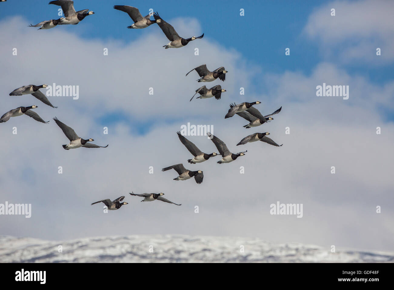 Bernache nonnette, Islande / (Branta leucopsis) Banque D'Images