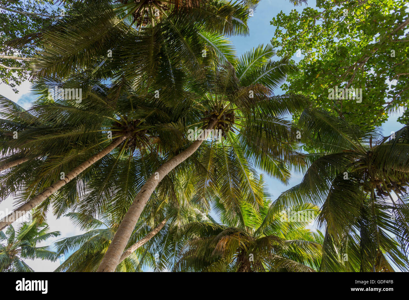 Plage Anse Volbert, Praslin, Seychelles Banque D'Images