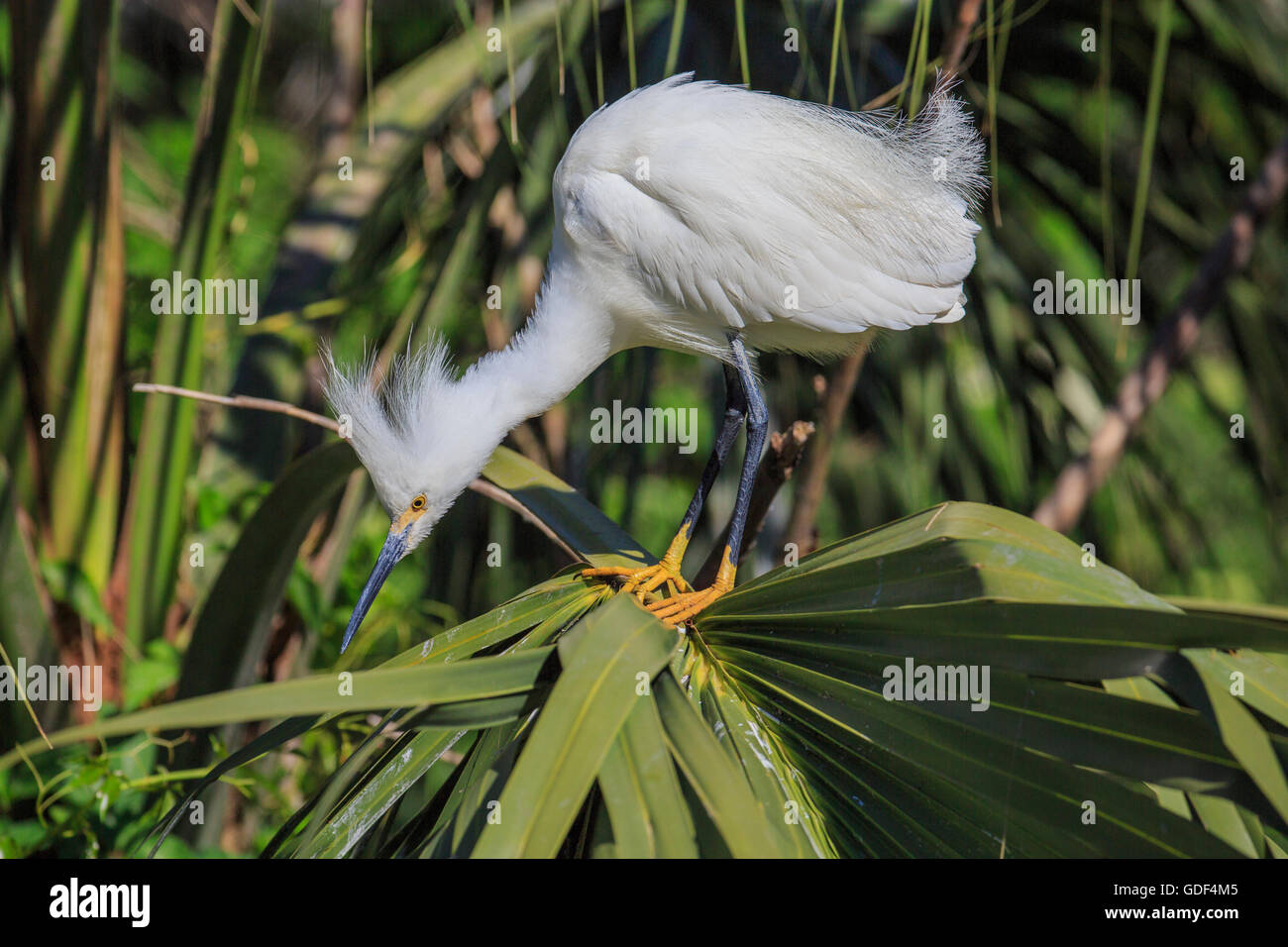 Aigrette neigeuse, Floride, Alligator Farm, St Augustin/ (Egretta thula) Banque D'Images Aigrette neigeuse, Floride, Alligator Farm, St Augustin/ (Egretta thula) Banque D'Images