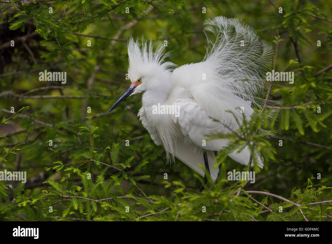 Aigrette neigeuse, Floride, Alligator Farm, St Augustin/ (Egretta thula) Banque D'Images Aigrette neigeuse, Floride, Alligator Farm, St Augustin/ (Egretta thula) Banque D'Images