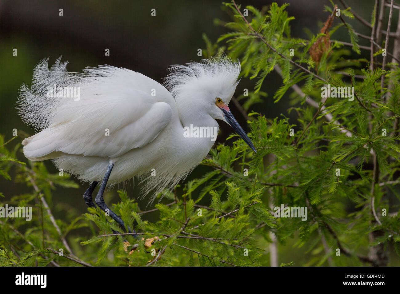 Aigrette neigeuse, Floride, Alligator Farm, St Augustin/ (Egretta thula) Banque D'Images Aigrette neigeuse, Floride, Alligator Farm, St Augustin/ (Egretta thula) Banque D'Images