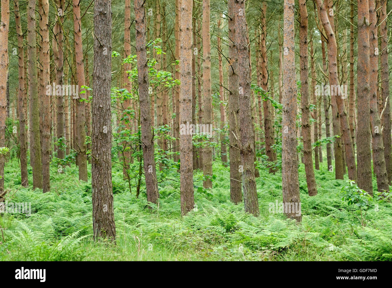 Les arbres de pin et de fougères dans un bois en Ecosse. Banque D'Images