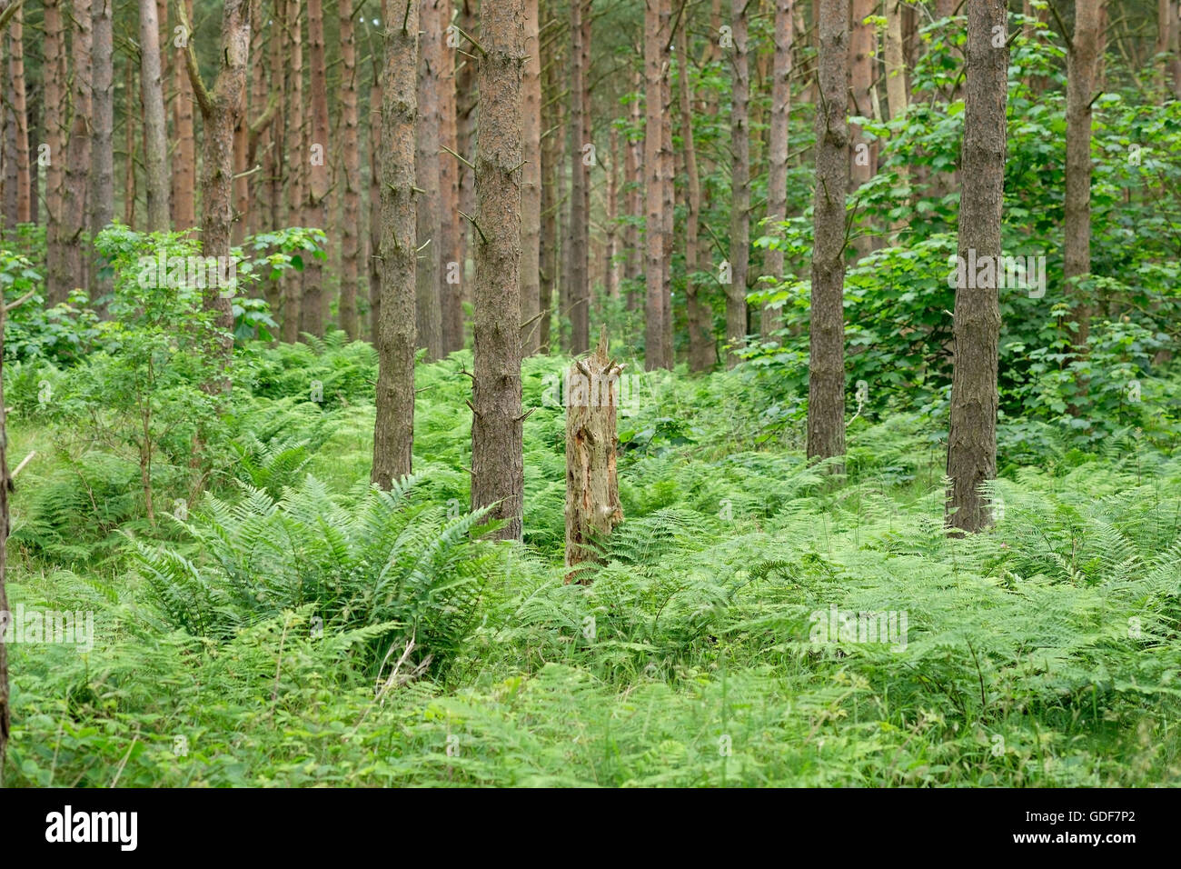 Les arbres de pin et de fougères dans un bois en Ecosse. Banque D'Images