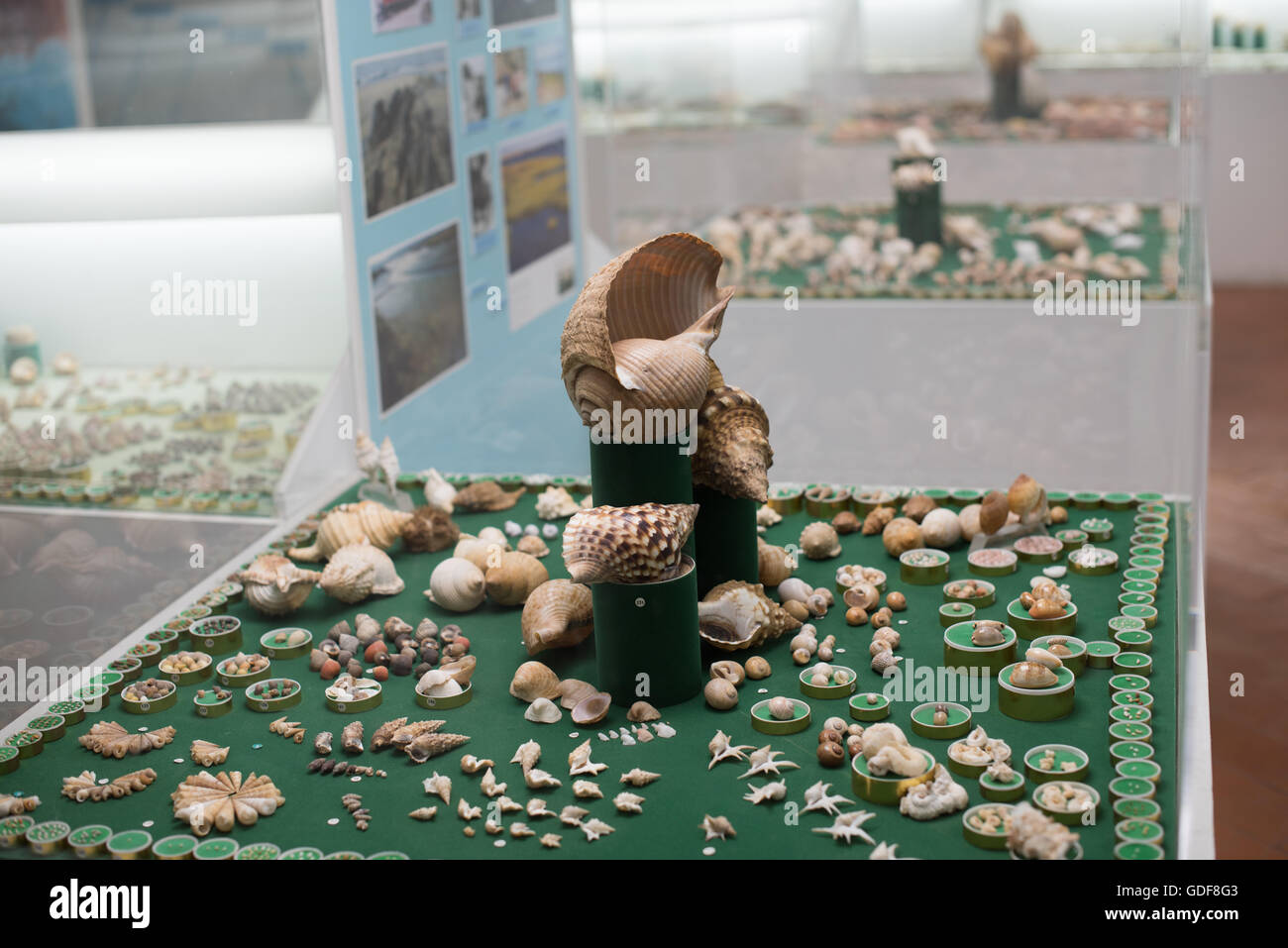 Monastère de Sao Vicente de Fora Collection de coquillages Lisbonne Portugal // LISBONNE, Portugal — Une collection de coquillages est exposée dans une exposition au monastère de Sao Vicente de Fora, l'un des monuments religieux les plus importants de Lisbonne. Le monastère, construit à la fin du XVIe siècle et au début du XVIIe siècle, présente cette collection de coquillages dans le cadre de ses expositions culturelles. Le monastère de Sao Vicente de Fora (Saint Vincent hors des murs) est connu pour ses éléments architecturaux maniéristes et baroques et sert de lieu de sépulture pour les monarques Bragance du Portugal. Le bâtiment est comme l'un des t Banque D'Images