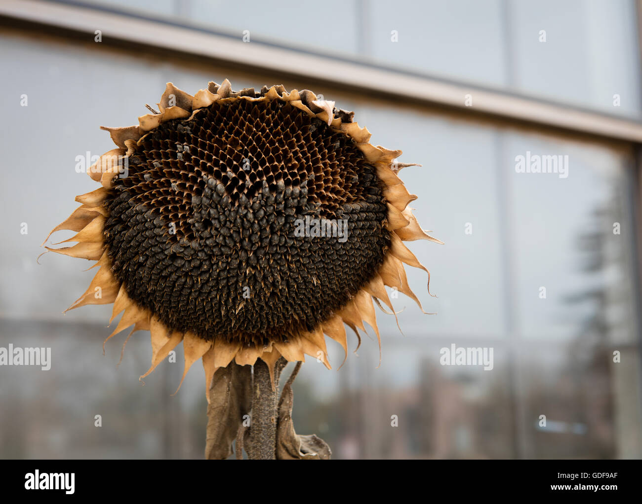 Un vieux tournesol séchage dehors sur la vitre Banque D'Images