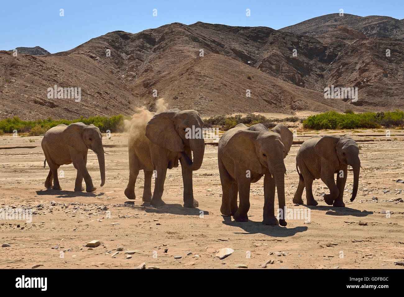 Groupe d'éléphants du désert namibien, African Bush Elephant (Loxodonta africana), la rivière Hoanib, Désert du Namib, Kaokoland, Kaokoveld Banque D'Images