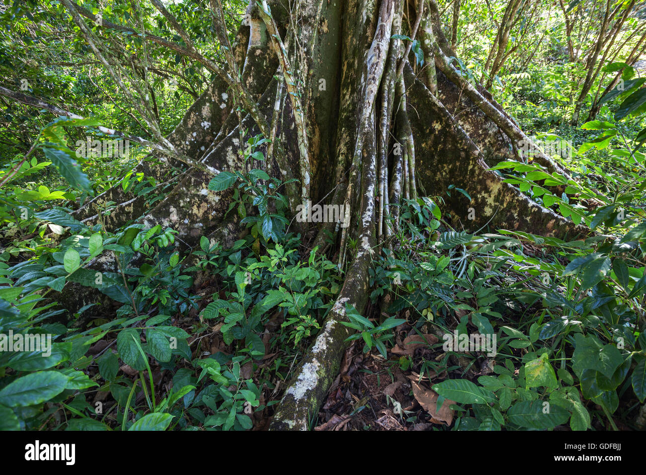 Arbre aux racines contrefort, Parc Naturel de Topes de Collantes, Escambray, Cienfuegos Province, Cuba Banque D'Images