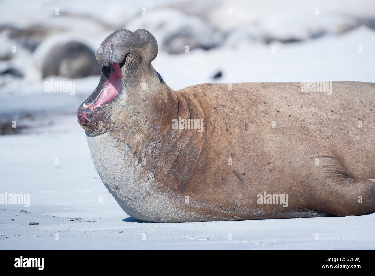 Éléphant de mer du sud (Mirounga leonina), homme, rugissant, l'île de sea lion, l'Atlantique Sud, îles Falkland Banque D'Images