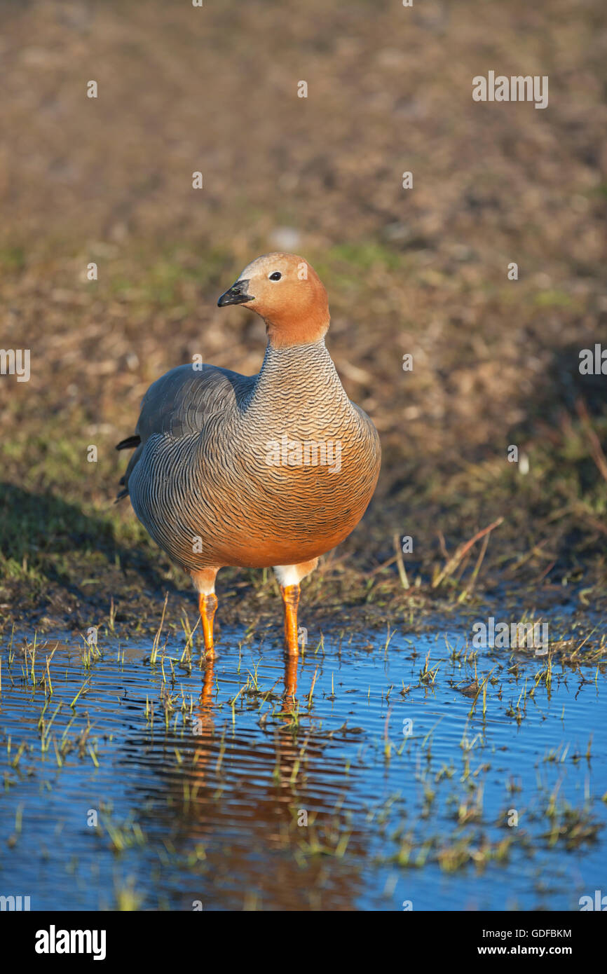 Des profils ouette à tête rousse (Chloephaga rubidiceps), sea lion island, îles Falkland Banque D'Images