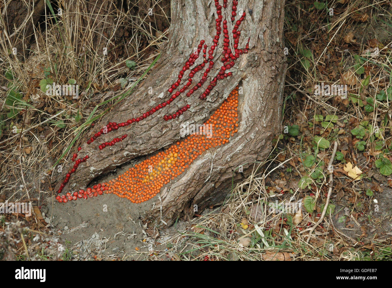 Beach art faite avec ce qui venait à la main, des figures abstraites et des animaux. Banque D'Images