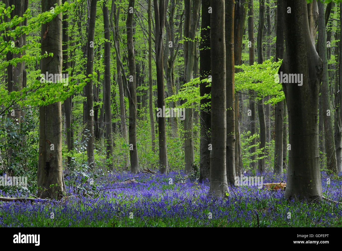Une vue de bluebells à West Woods Wiltshire Banque D'Images