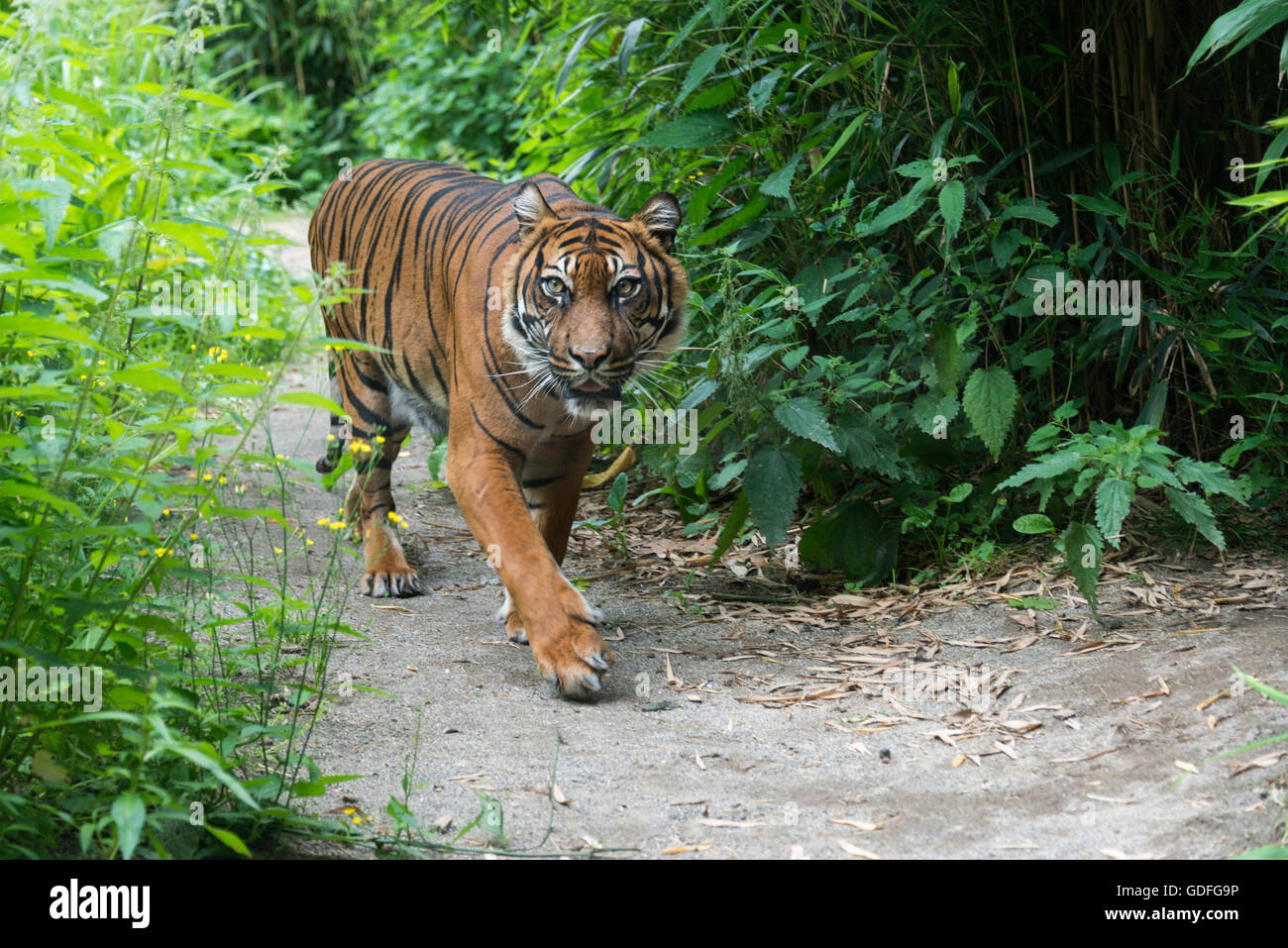 Balade tigre de Sumatra (Panthera tigris sumatrae) Banque D'Images