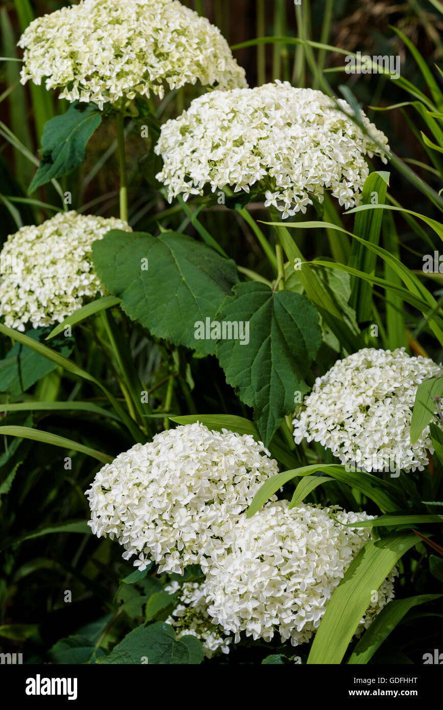 L'Hydrangea arborescens Annabelle hydrangeaceae Banque D'Images