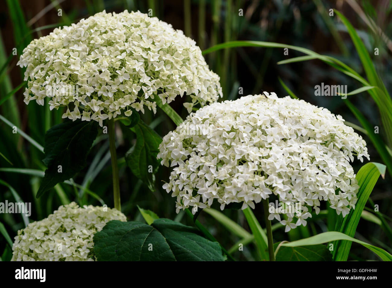 L'Hydrangea arborescens Annabelle hydrangeaceae Banque D'Images