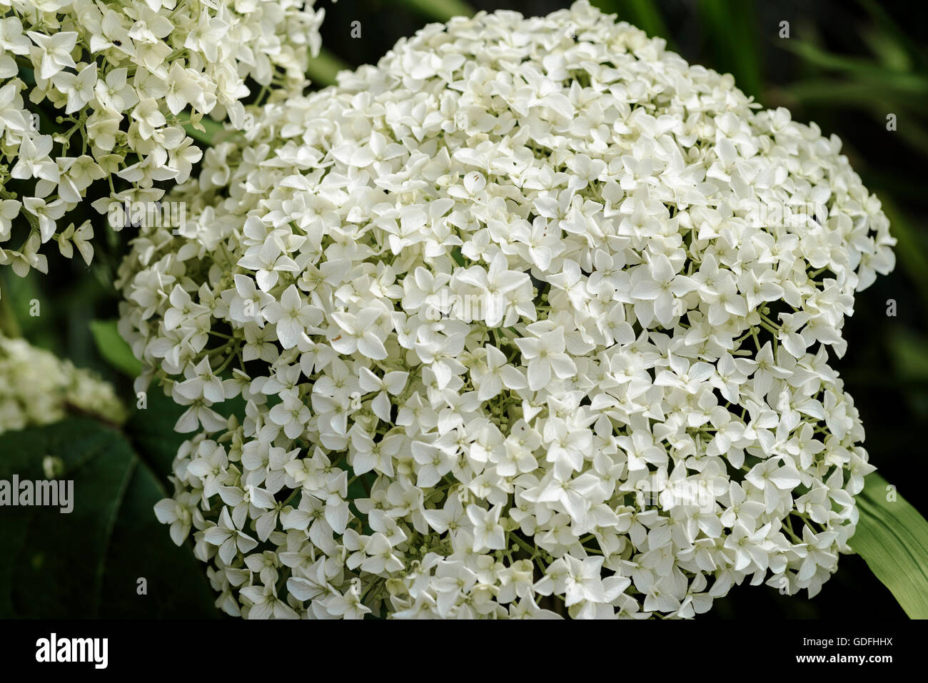 L'Hydrangea arborescens Annabelle hydrangeaceae Banque D'Images