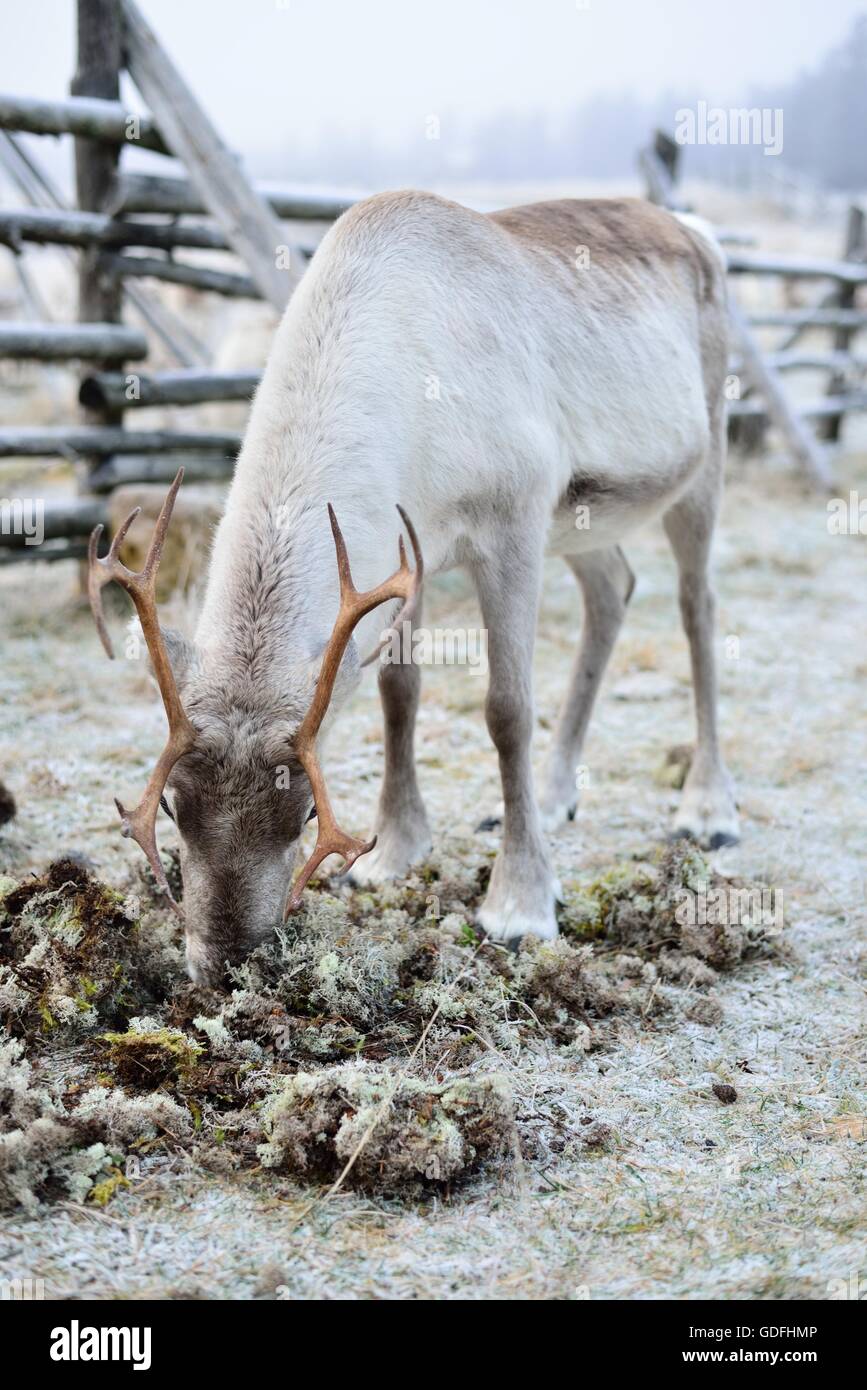Manger du renne en Laponie finlandaise moss. Banque D'Images