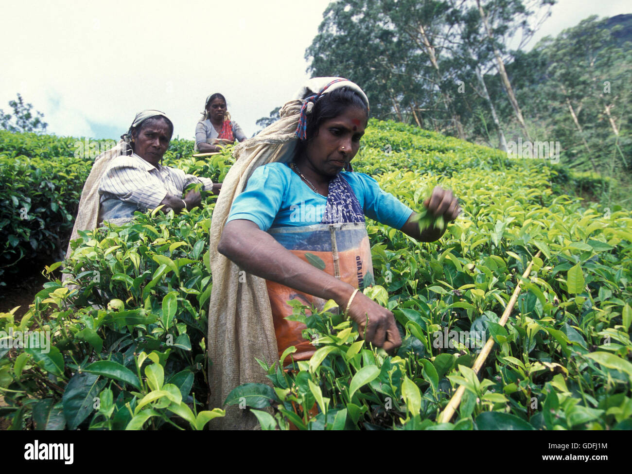 Une femmes tamoules travaille dans une plantation de thé, dans la ville de Nuwara Eliya au Sri Lanka en Asie. Banque D'Images