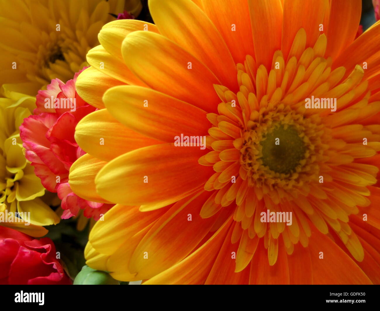 Close-up photos de belles fleurs en couleurs éclatantes, d'orange, rose et jaune Banque D'Images