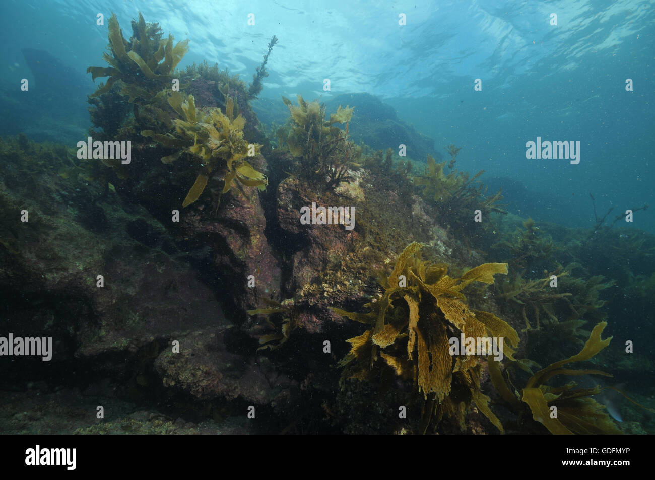 Récif rocheux avec quelques algues brunes sur ses murs Banque D'Images