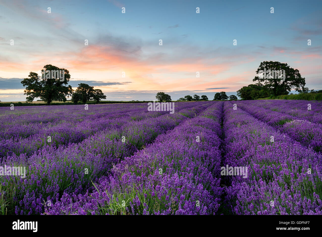 Rows of lavender poussant dans un champ dans la campagne du Somerset Banque D'Images