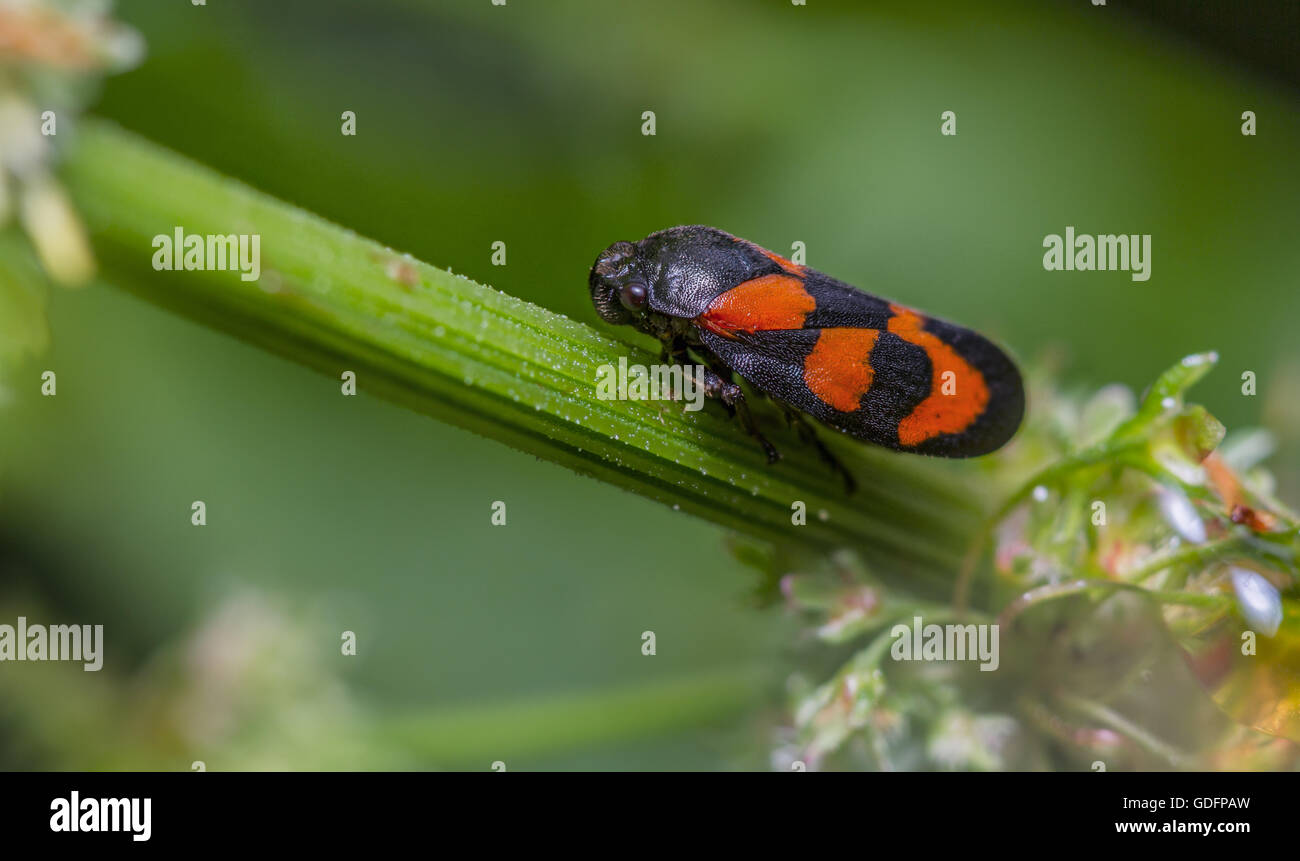 Noir et rouge (Froghopper Cercopis vulnerata) Banque D'Images Noir et rouge (Froghopper Cercopis vulnerata) Banque D'Images