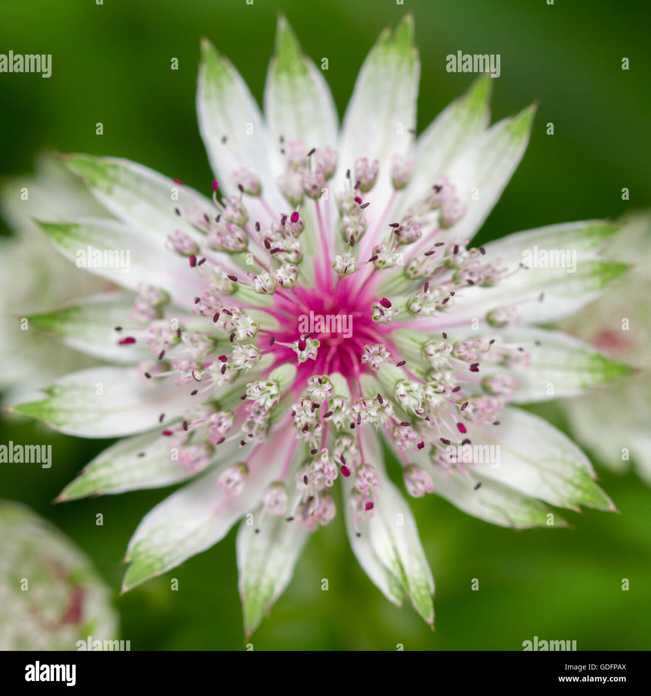 Close up d'un Astrantia major flower Banque D'Images Close up d'un Astrantia major flower Banque D'Images