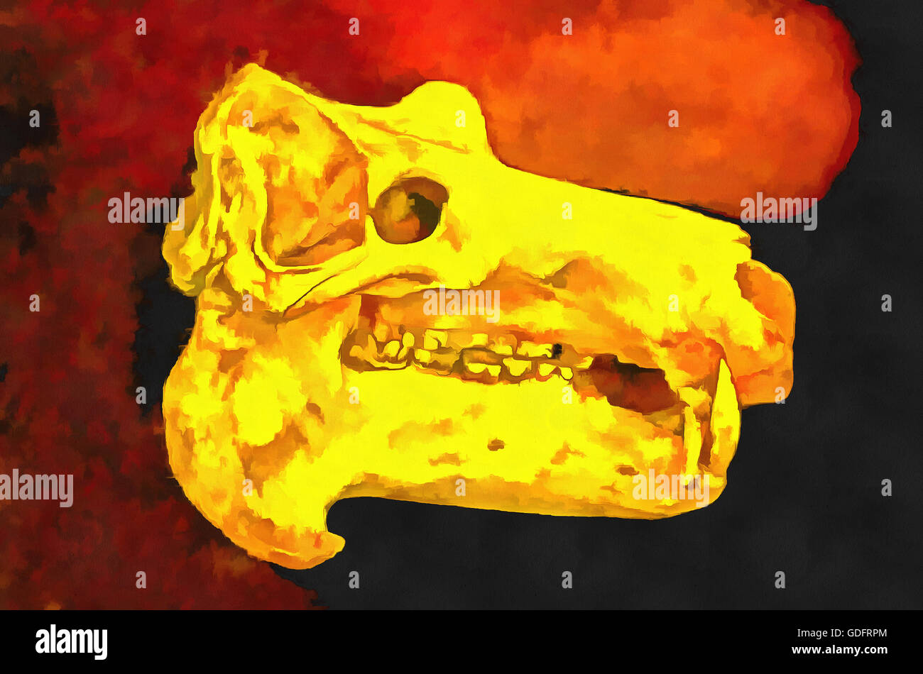 Crâne d'hippopotame ou d'hippo (Latin Hippopotamus amphibius.) - un mammifère de l'ordre des artiodactyles, sous-ordre Banque D'Images