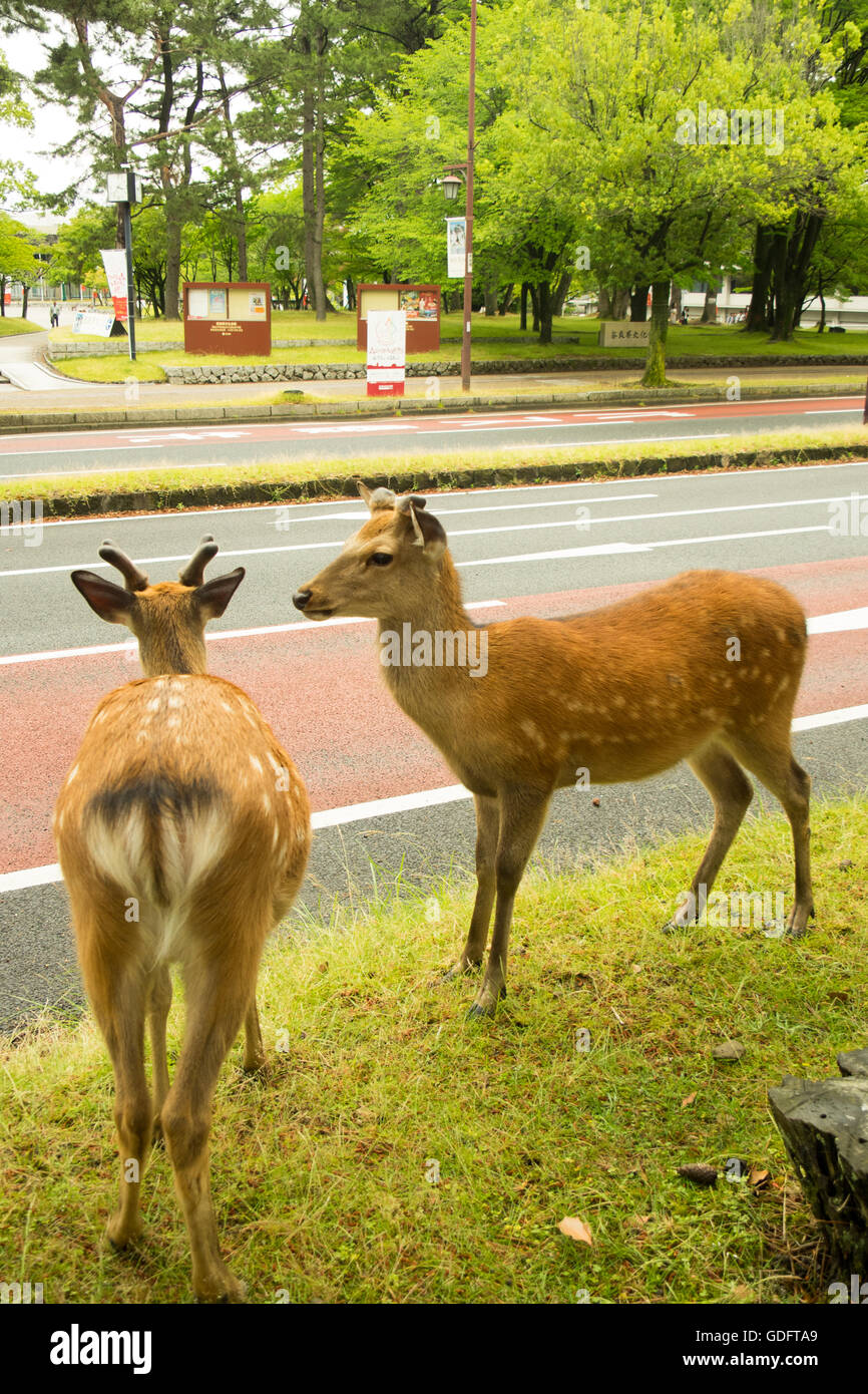 Cerfs Sika dans le Parc de Nara. Banque D'Images