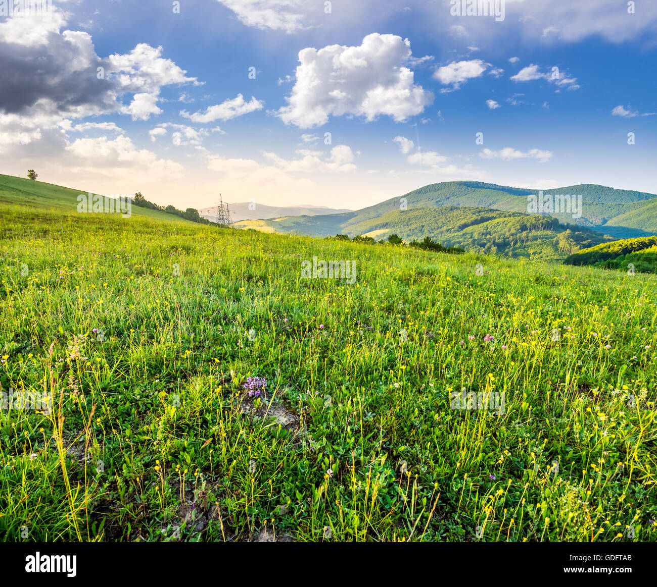 Quelques fleurs salés dans l'herbe sur la colline pré dans les hautes montagnes à la lumière du matin Banque D'Images