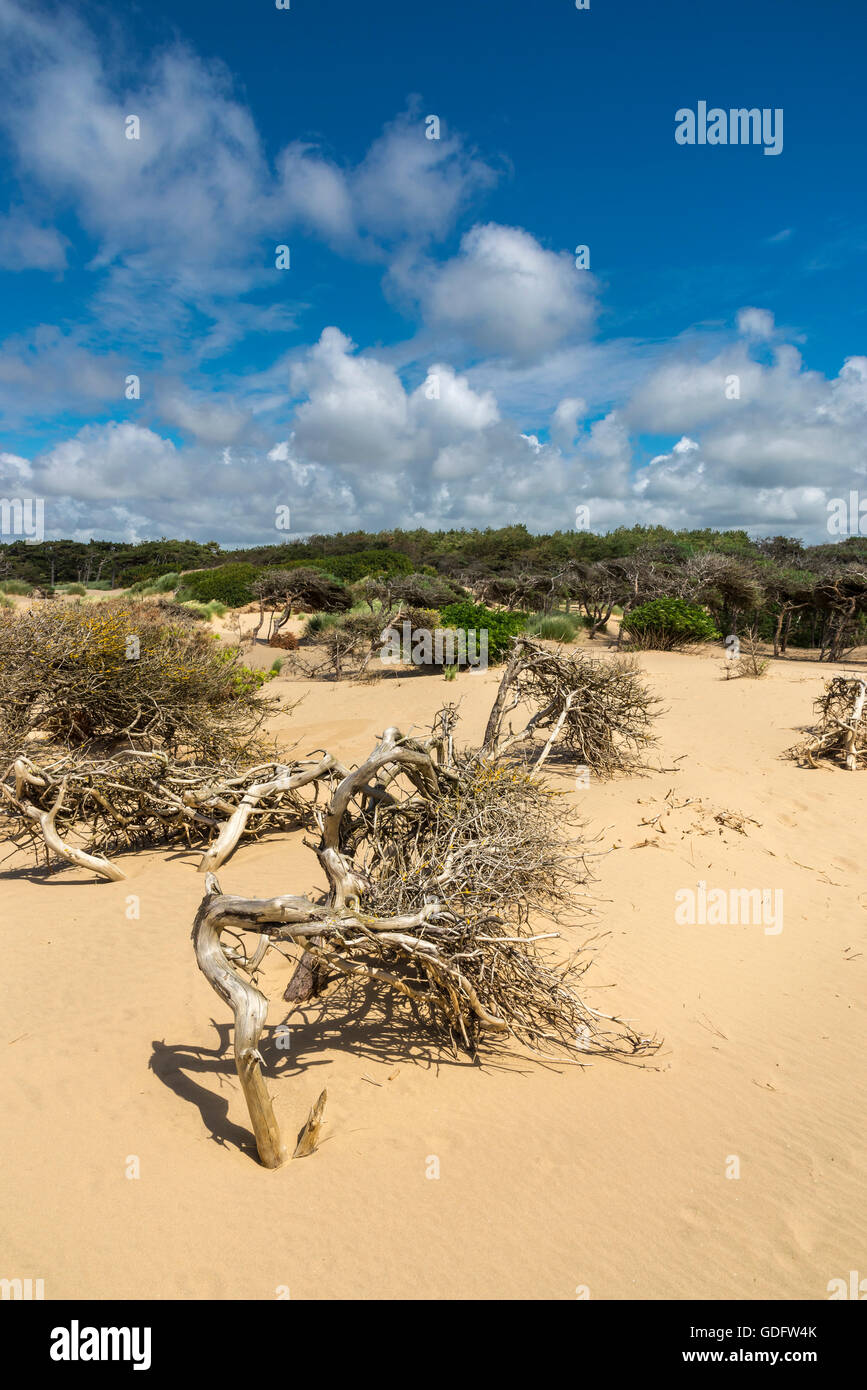 Noueux et soulevée par le vent des pins sur les dunes de sable de Formby point, le Merseyside. Banque D'Images