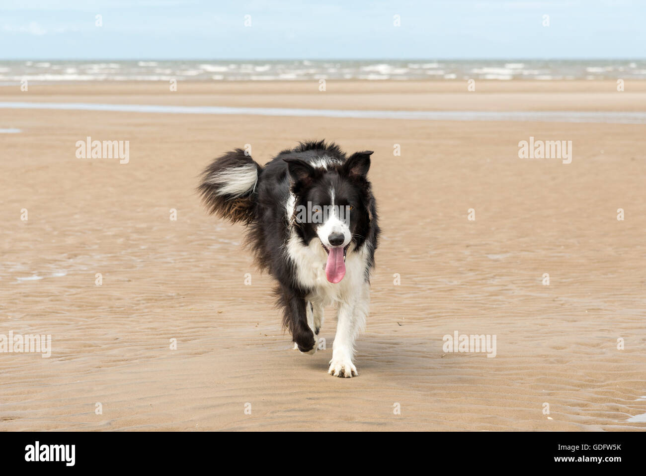 Border Collie heureux sur une plage de sable. La marche vers l'appareil photo avec la mer en arrière-plan. Banque D'Images