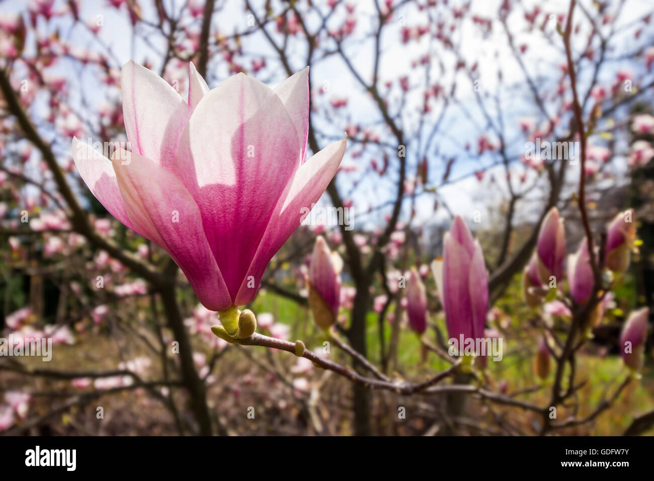 Grand angle fleur de magnolia close up sur un arrière-plan flou de feuilles. Banque D'Images