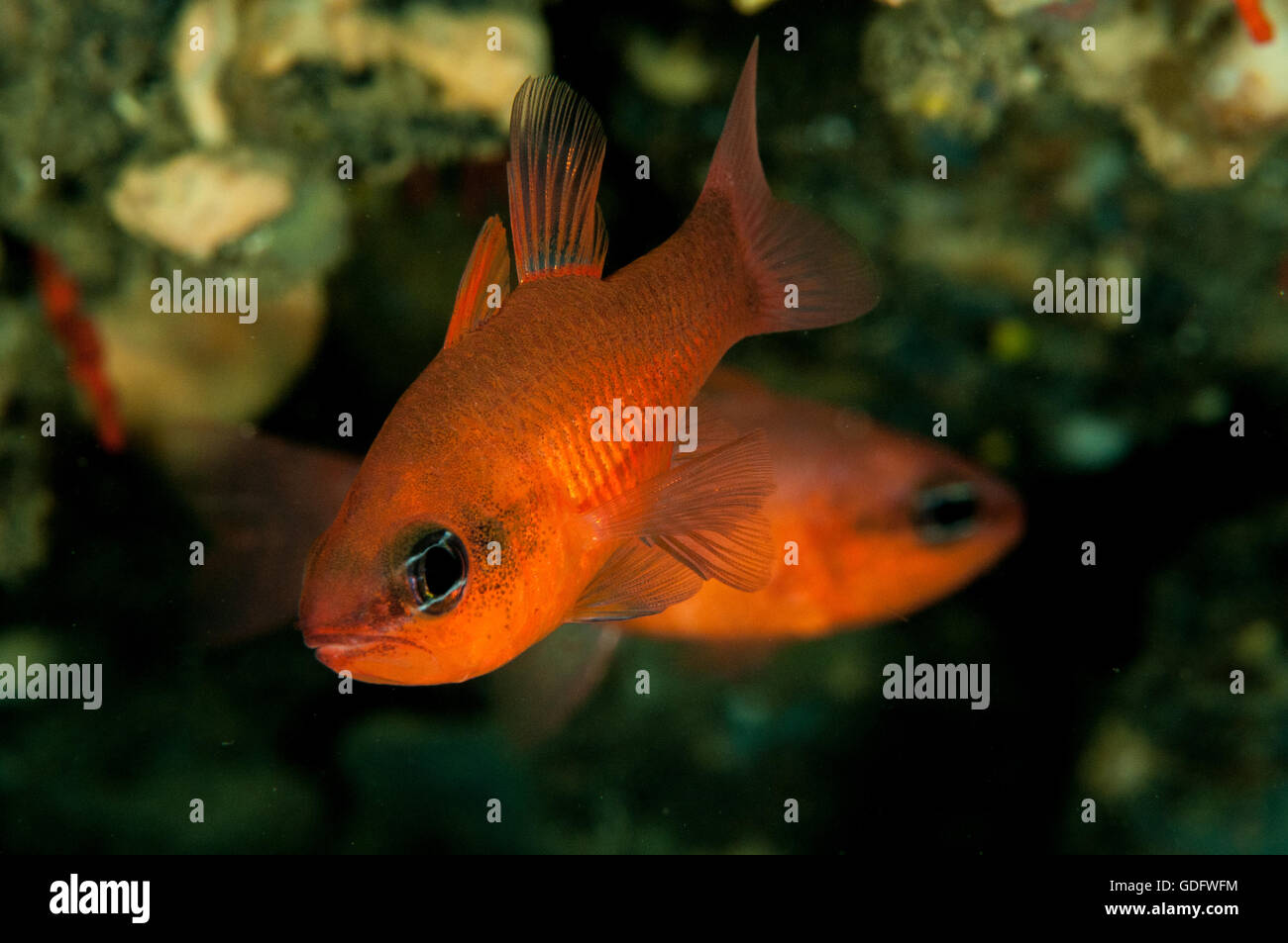 Poisson cardinal en mer Méditerranée, l'escala, Espagne Banque D'Images