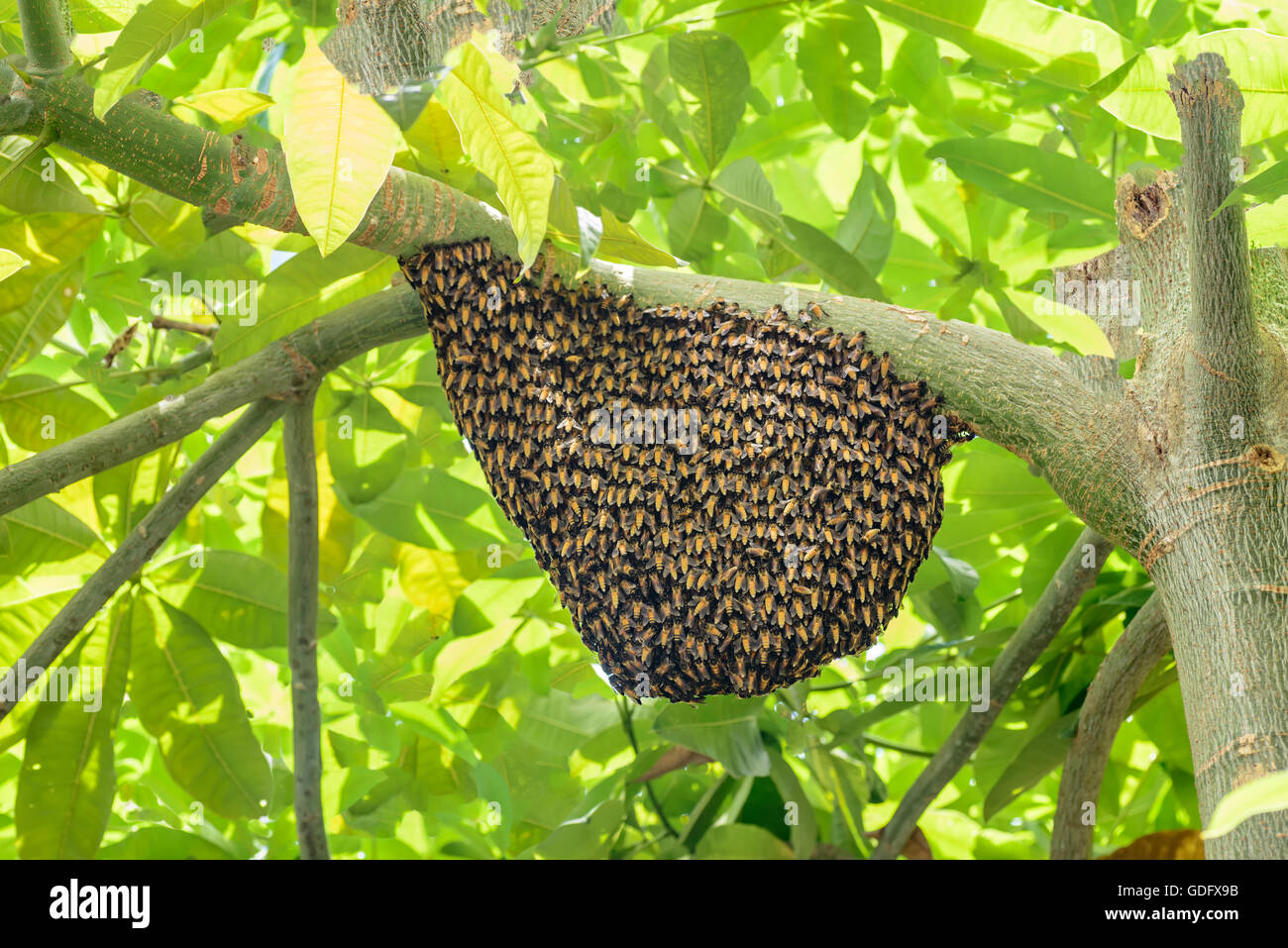 Essaim sauvage Banque de photographies et d’images à haute résolution — free download