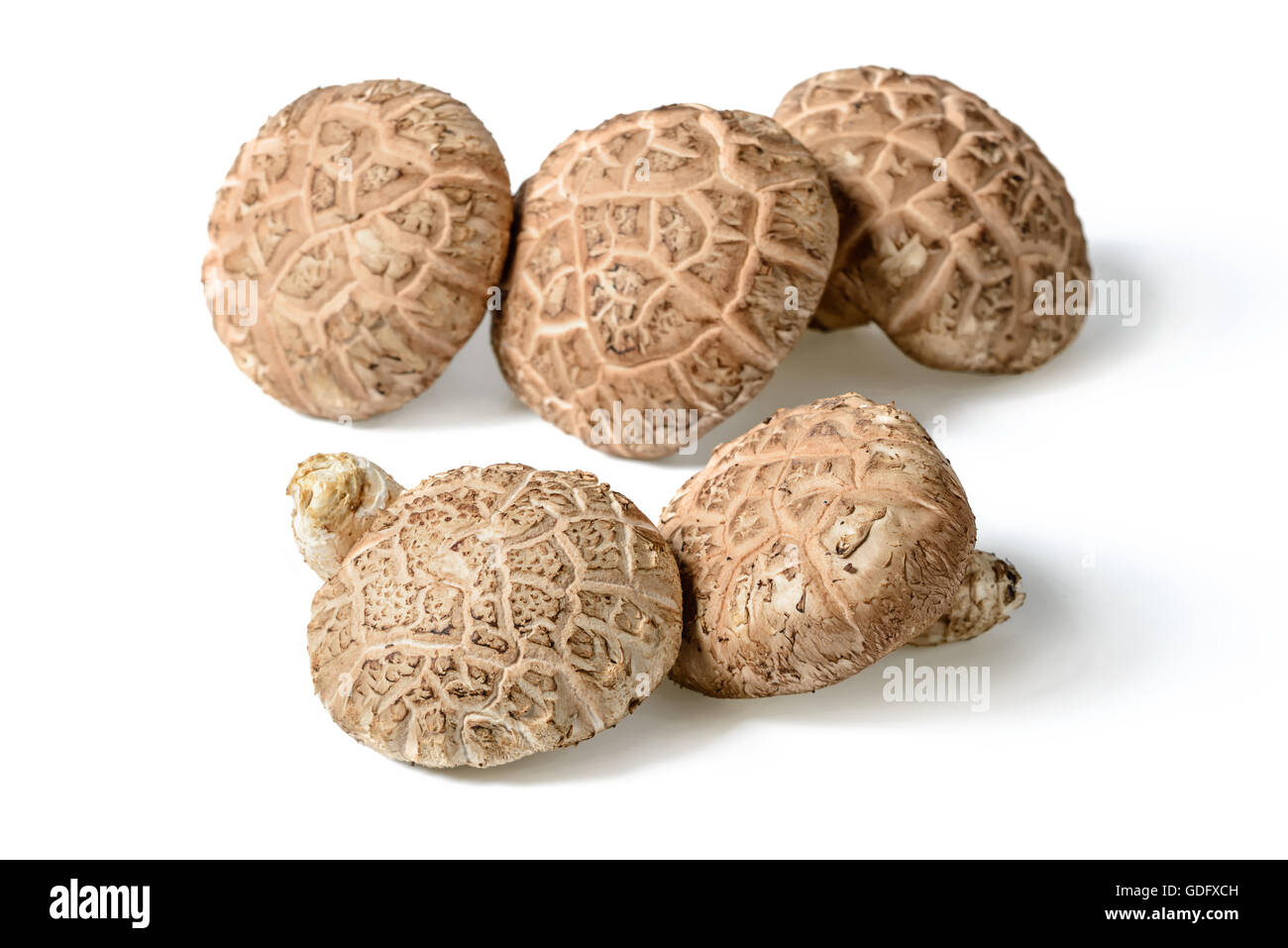 Champignons d'hiver frais on white Banque D'Images