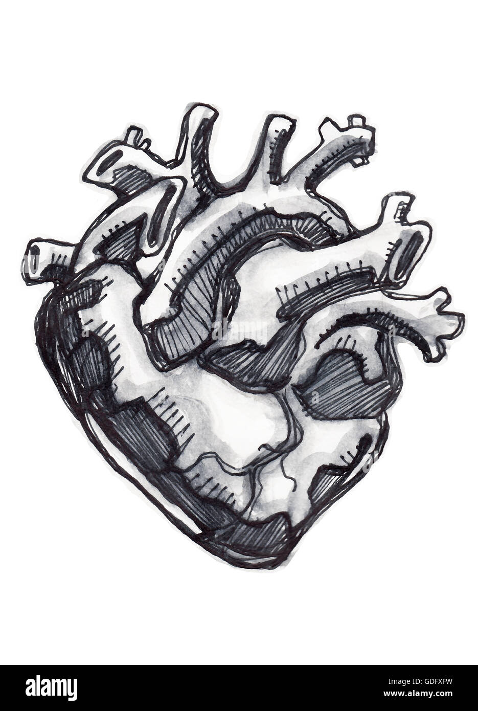 Illustration à la main ou d'un dessin d'un coeur humain Banque D'Images