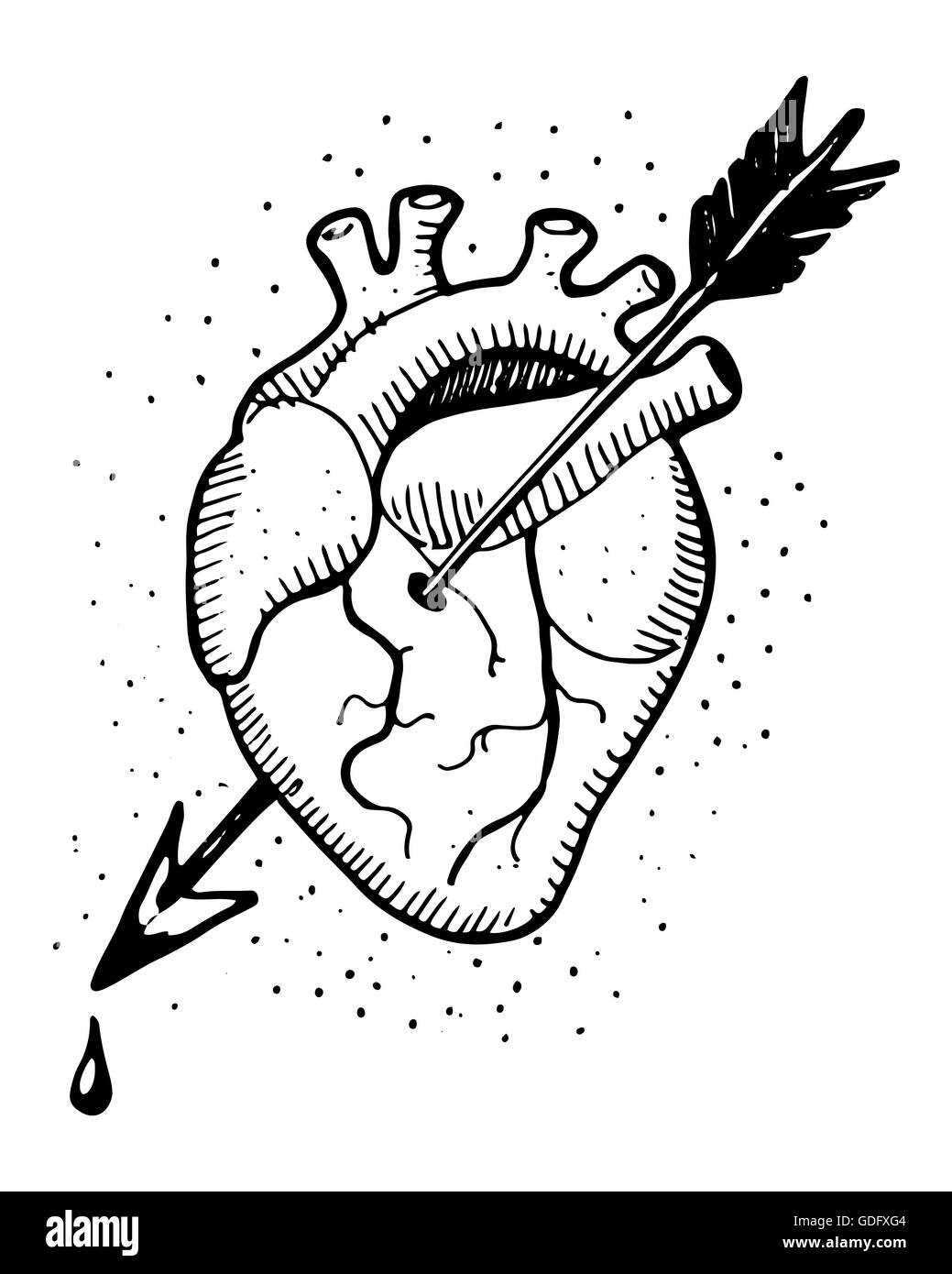Hand drawn vector illustration d'un coeur humain avec une flèche Banque D'Images