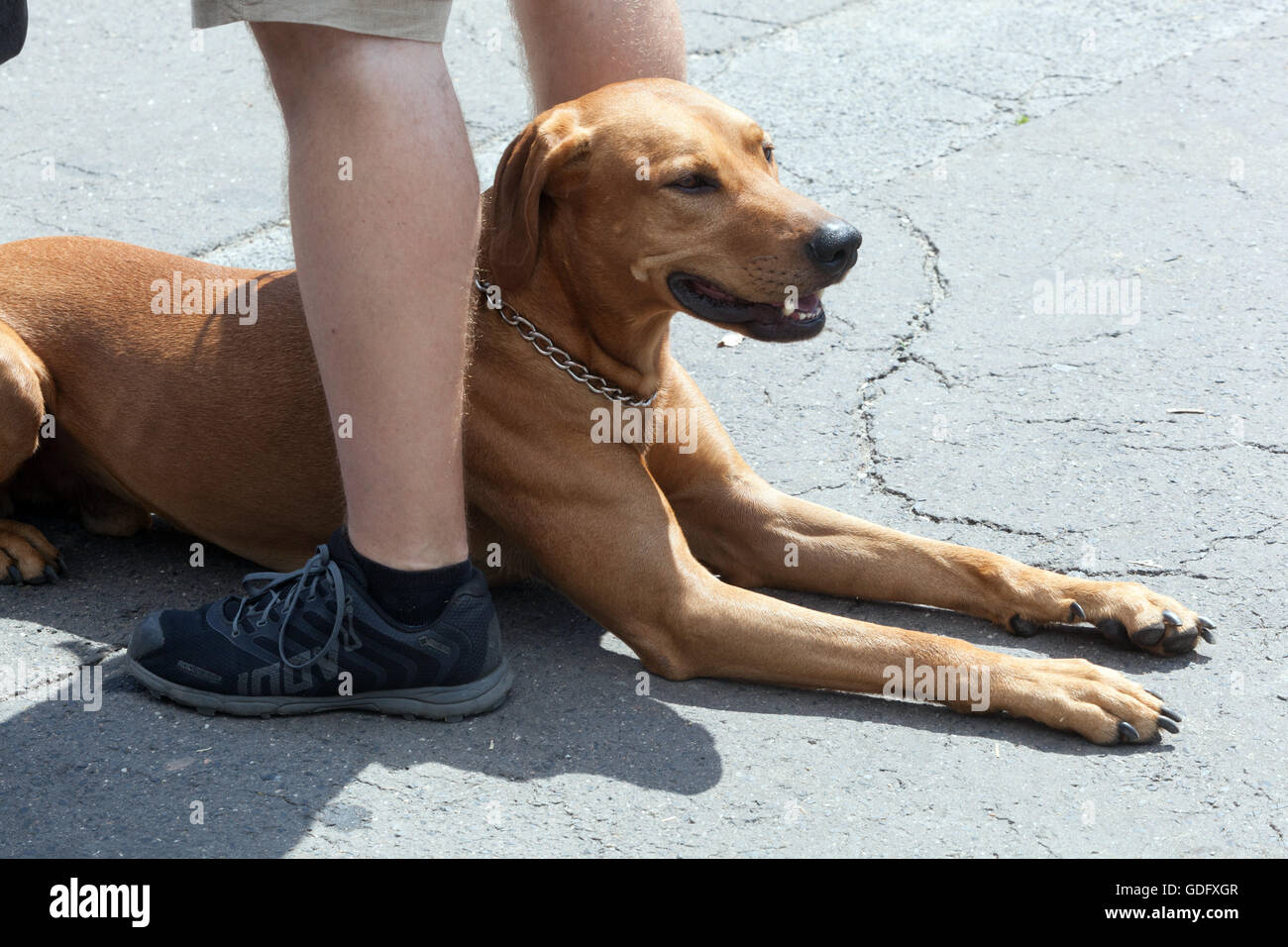 Chien Queu Entre Les Jambes www.alamyimages.fr