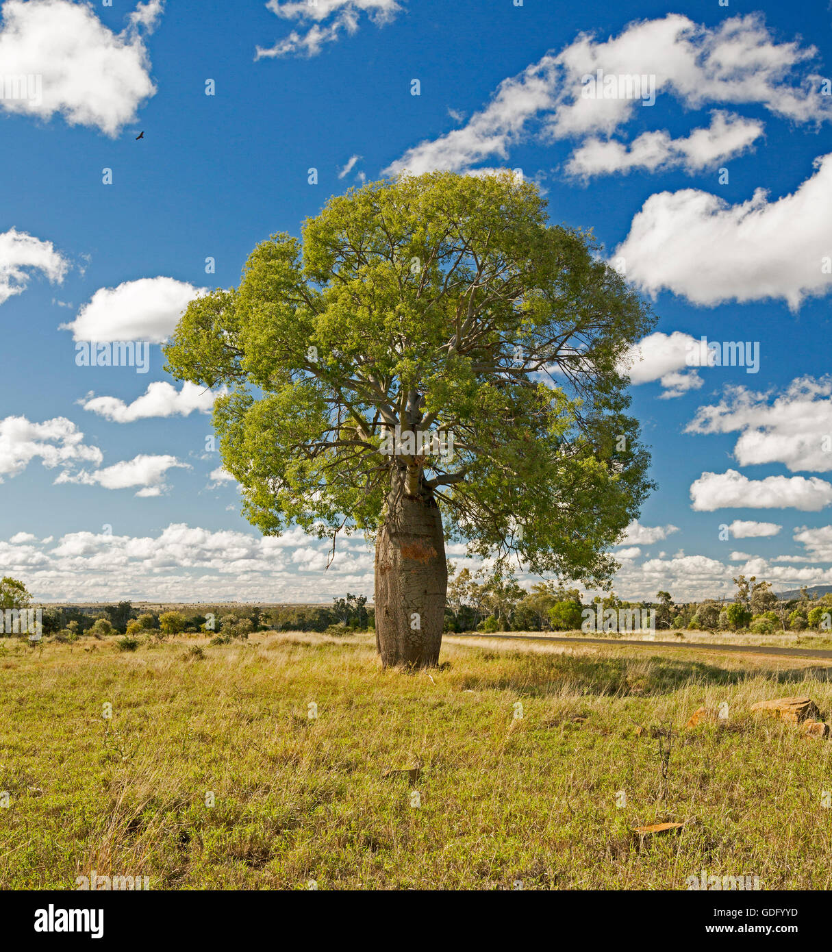 Brachychiton rupestris Arbre bouteille sur les plaines herbeuses d'or dans le Queensland central avec des gammes de Carnarvon sur horizon under blue sky Banque D'Images