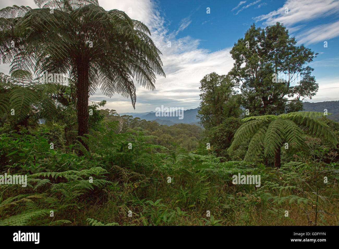 Luxuriante forêt tropicale dense avec des fougères arborescentes se lever au-dessus de la végétation verdoyante inférieur dans Ciel bleu avec gammes à l'horizon Banque D'Images