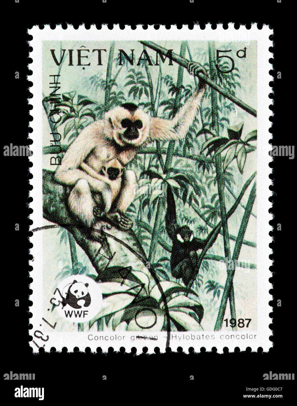 Timbre-poste du Vietnam représentant un noir un gibbon à crête (Nomascus concolor) Concolor gibbon Banque D'Images