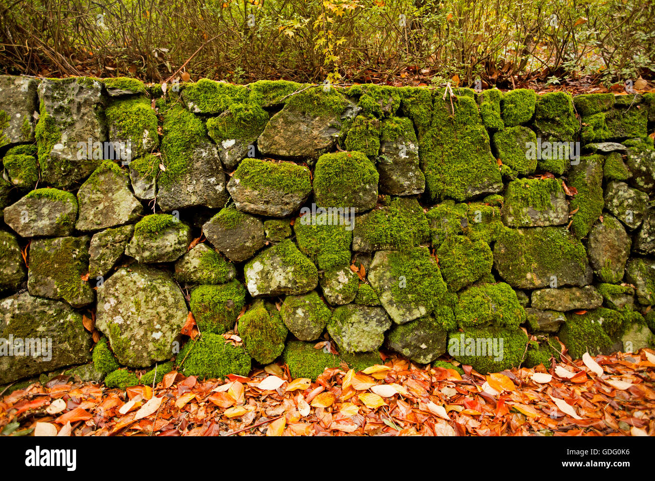 Mur de soutènement en pierre sèche avec jardin couvert de mousse verte émeraude avec les feuilles d'automne d'or à la base. Banque D'Images