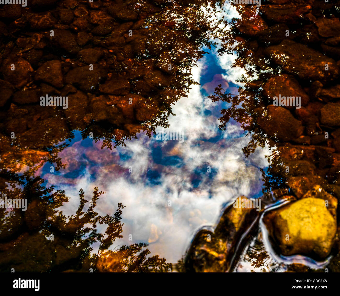 Reflet dans un ruisseau Banque D'Images