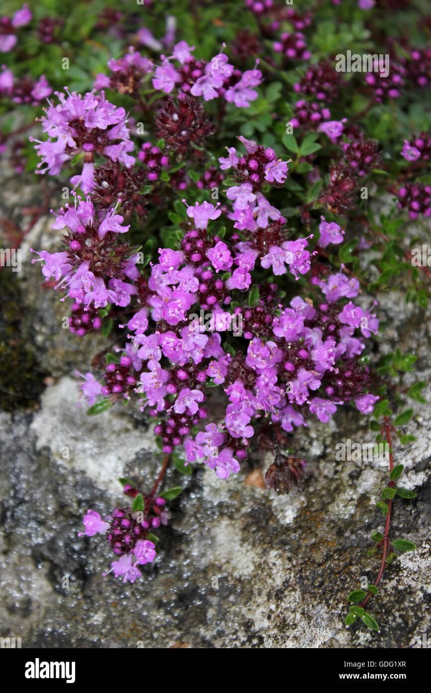 Thym Thymus polytrichus Banque D'Images