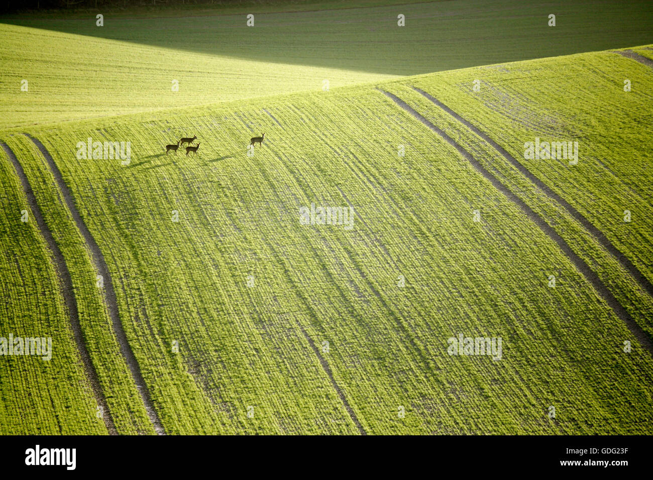 Le Chevreuil (Capreolus capreolus) balade à travers champs loin de couvrir au pied de l'échafaud vers le bas près de Inkpen West Berkshire, Angleterre. Banque D'Images