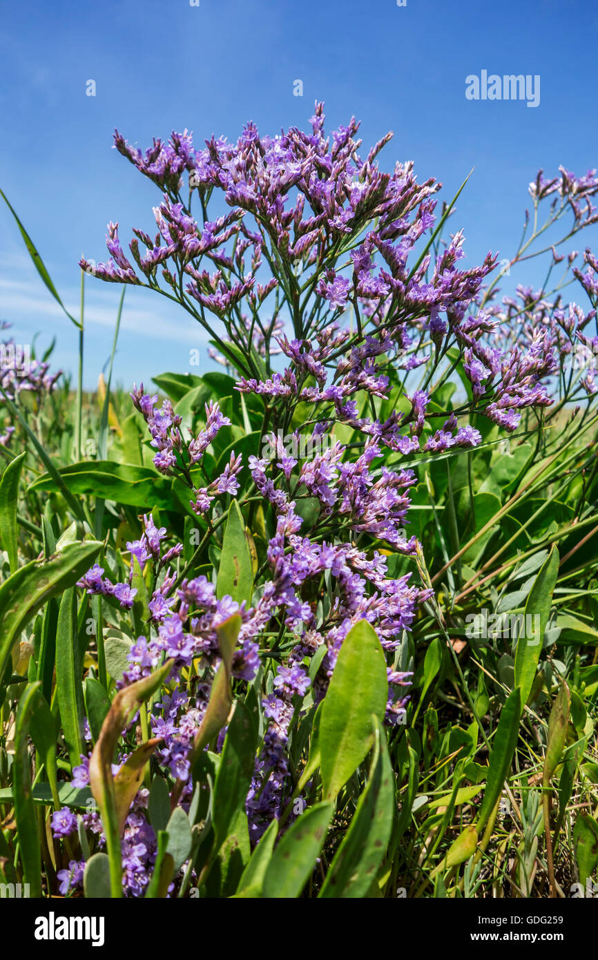 Zwinblomme / mer commune-lavande (Limonium vulgare) en fleurs à saltmarsh en été Banque D'Images