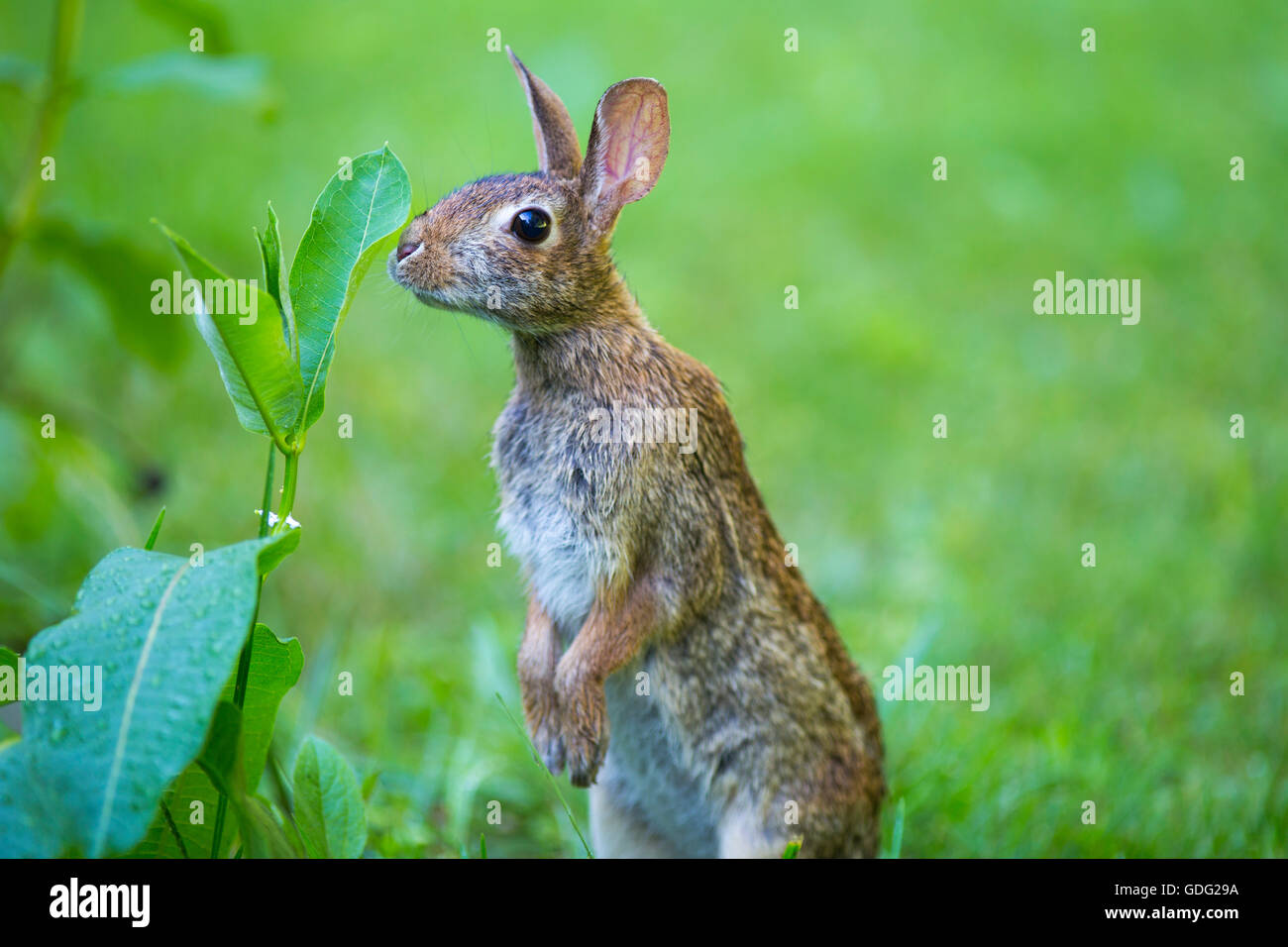 Lapin (Sylvilagus floridanus) lapin pour atteindre les feuilles d'un plant d'asclépiade Banque D'Images